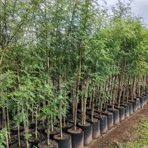 Real Fever Tree Shrubs Centre Nursery Randburg | Buy Plants & Garden Products