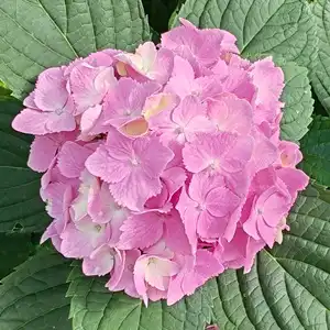 Buy Hydrangea For Sale - Save Up To 50% + Quick Delivery!