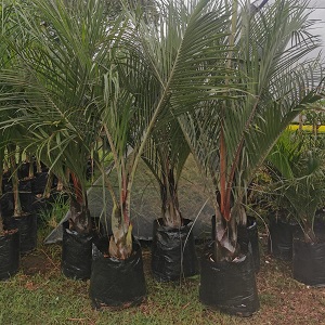 Buy Dypsis Decaryi Palm For Sale - Save Up To 30% Today!
